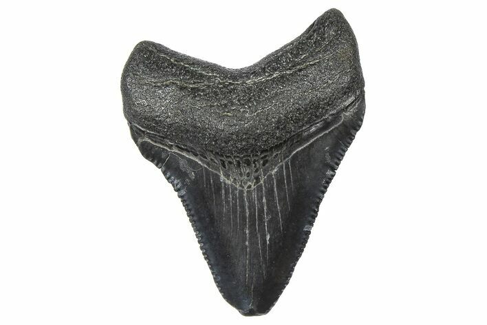 Serrated, Juvenile Megalodon Tooth - South Carolina #360924